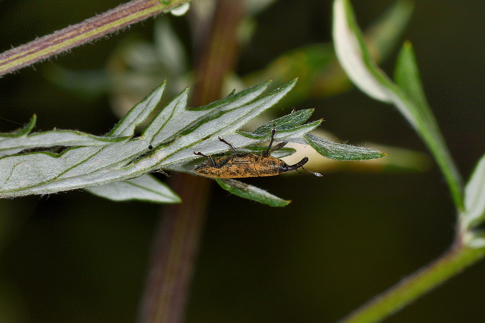 Curculionidae su Artemisia:  Lixus (Dilixellus) fasciculatus